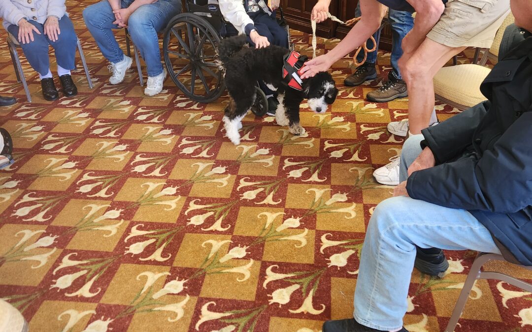 Our Spring visit with our therapy dogs Sutton and Willow at Villa Bella Senior Living in Sterling Heights